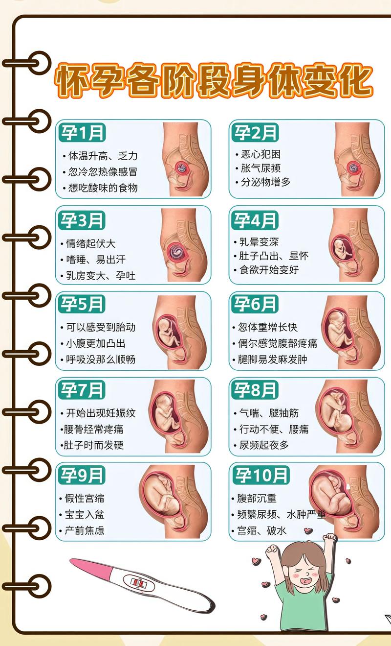 揭秘供卵代孕妈妈怀孕小腹分两节，孕期变化的奥秘武隆代生机构: